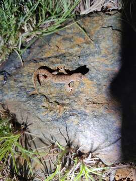 Image of Reticulate Leaf-toed Gecko