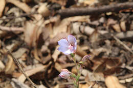 Image of Thelymitra latiloba Jeanes