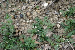 Sivun Astragalus guttatus Banks & Solander kuva