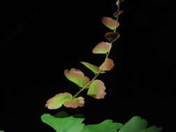 Image of Adiantum soboliferum Wall.