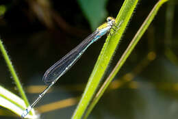 Image of <i>Pseudagrion <i>rubriceps</i></i> rubriceps