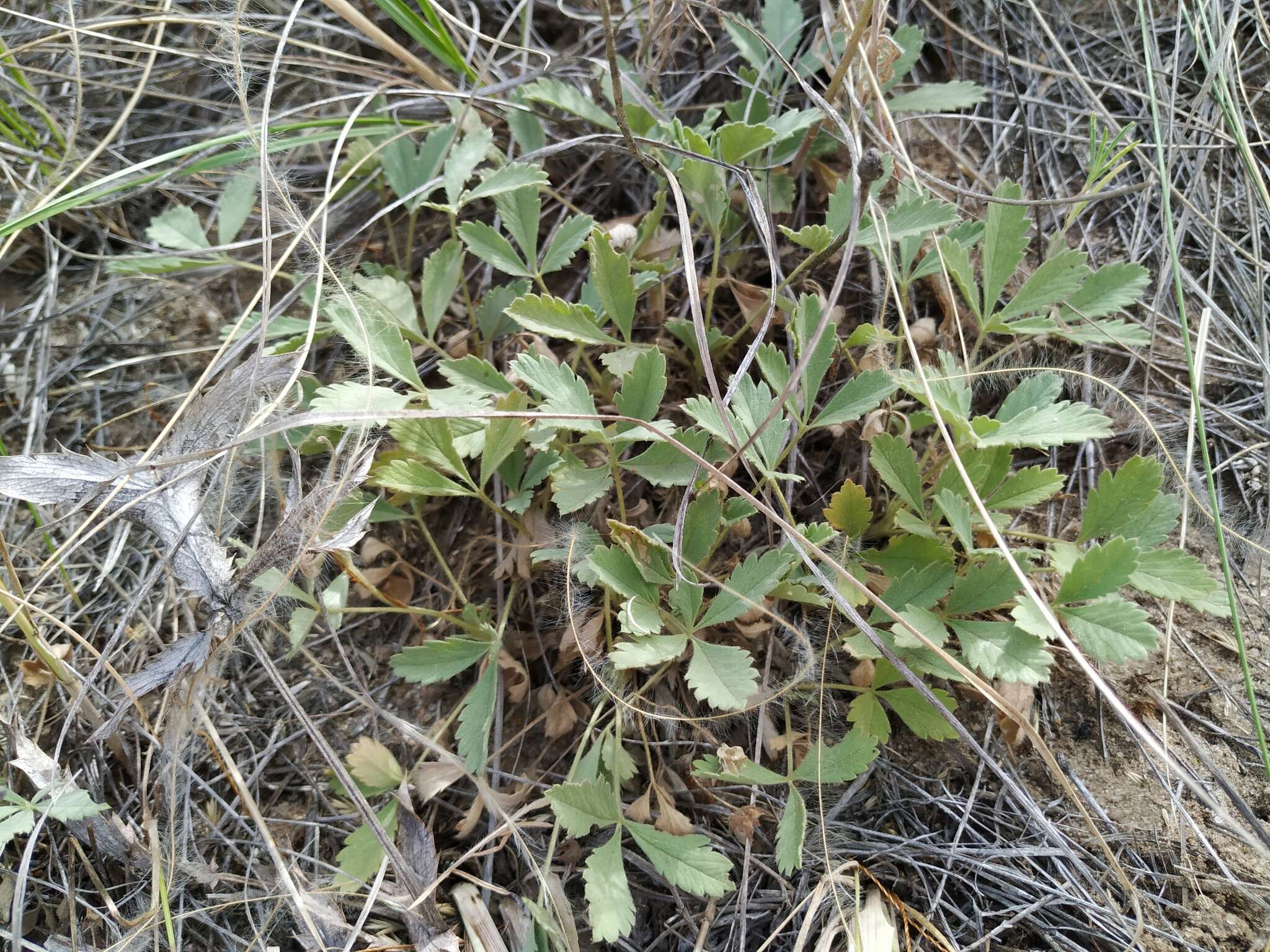 Image of Potentilla incana Gaertn. Mey. & Scherb.