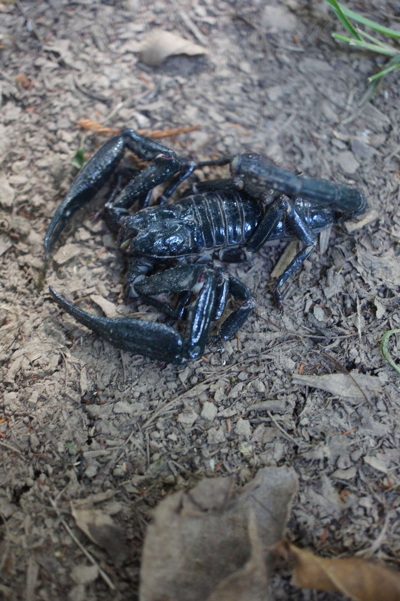 Image of Asian Forest Scorpion