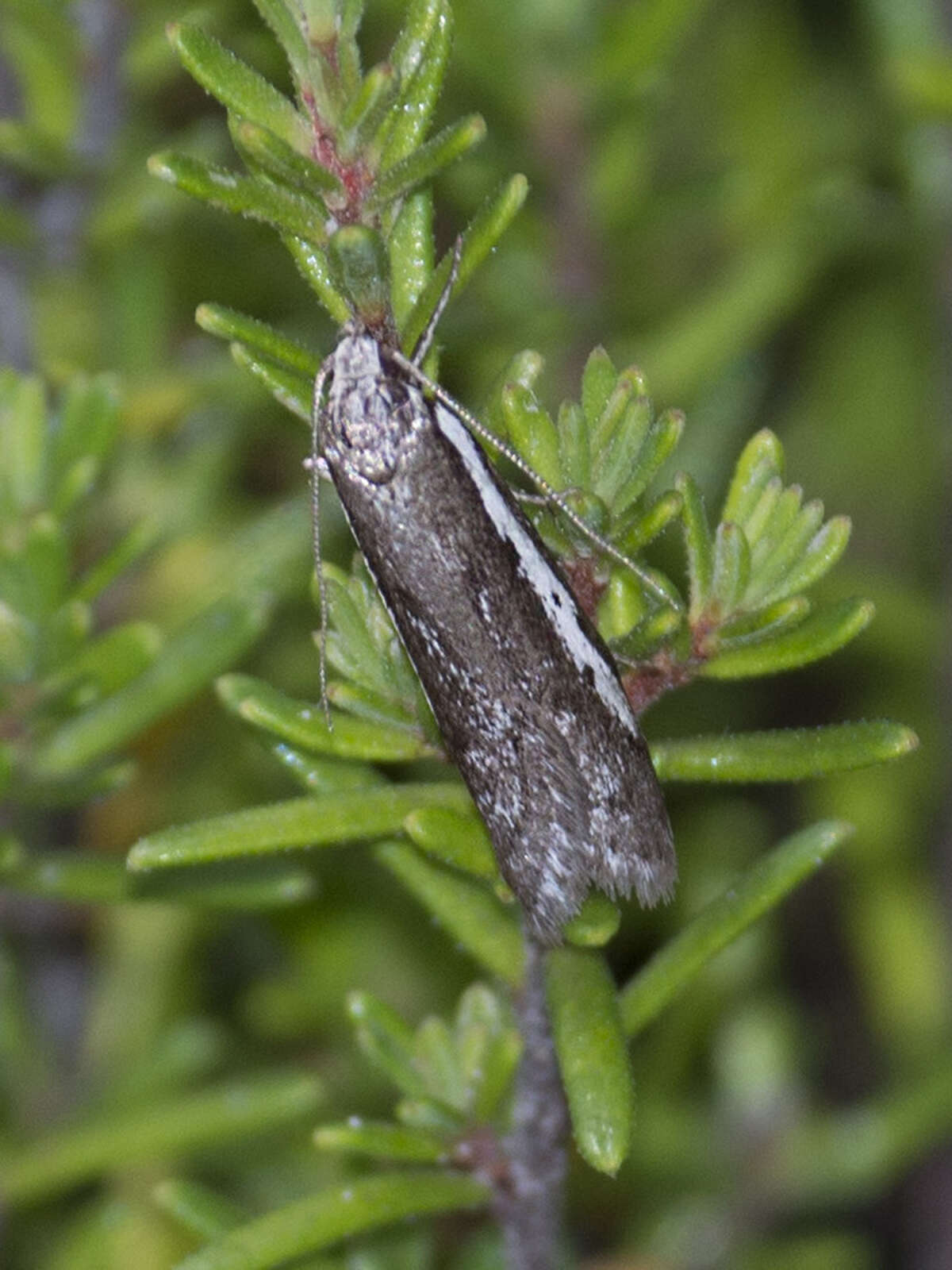 Image of Philobota acropola Meyrick 1884