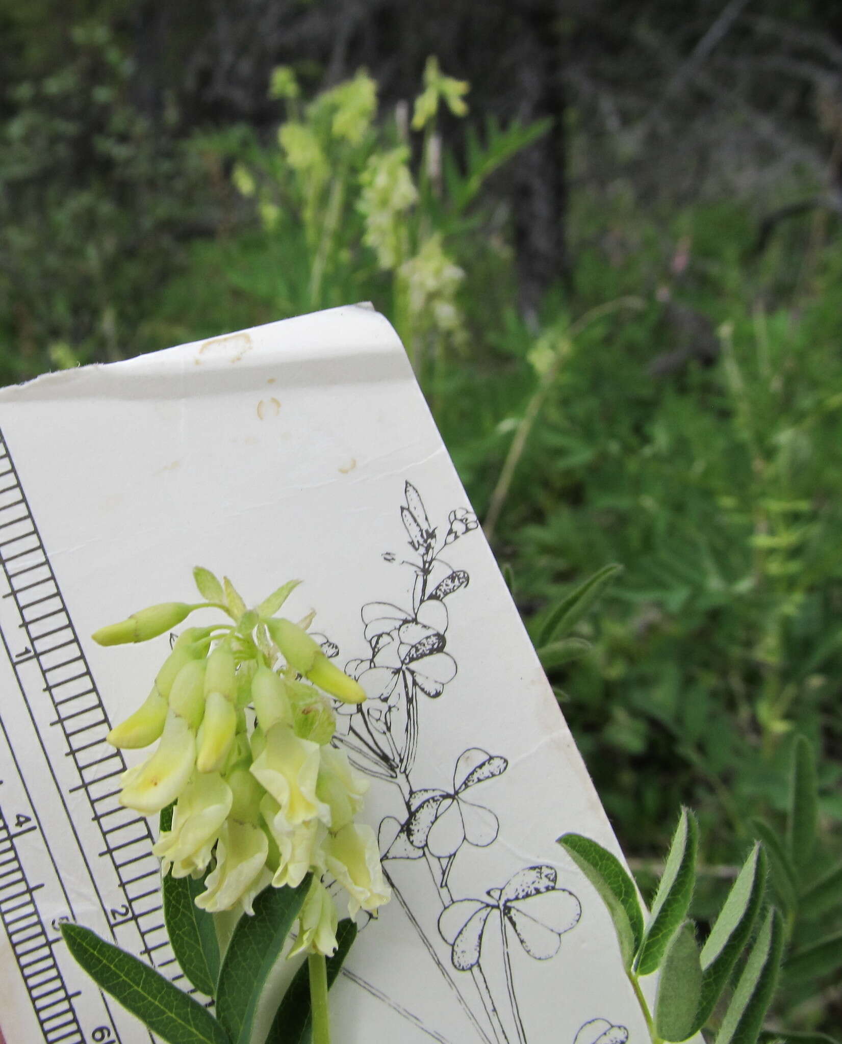 Plancia ëd Astragalus americanus (Hook.) M. E. Jones