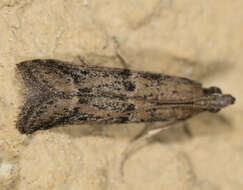 Image of Moth