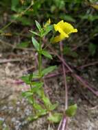 Image of Golden Hedge-Hyssop