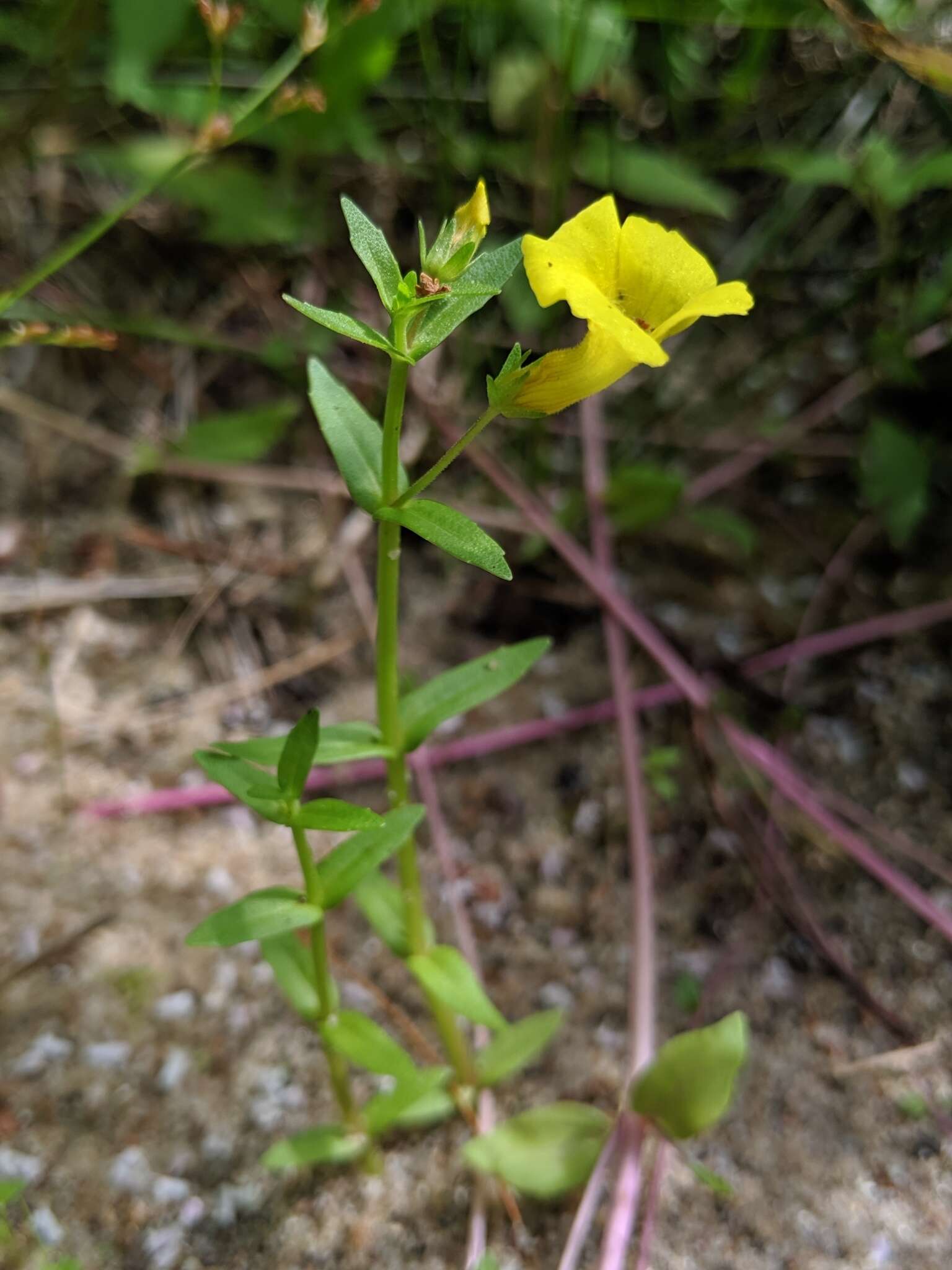 Image de Gratiola aurea Muhl.