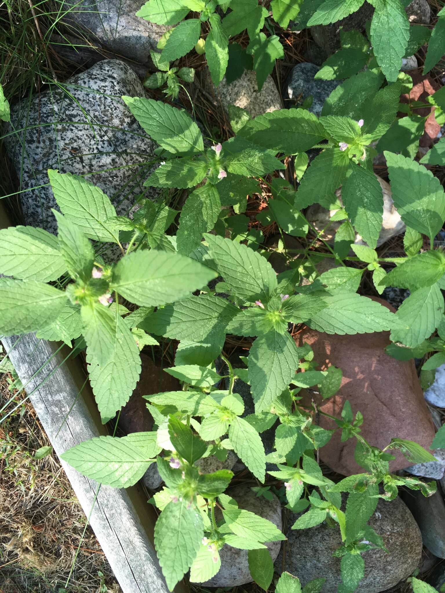 Image of Common hemp nettle