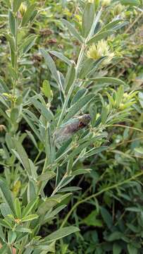 Image of Plains Dog-day Cicada