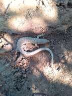 Image of Spotted Sandveld Lizard