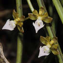 Image of Cleisostoma teretifolium Teijsm. & Binn.