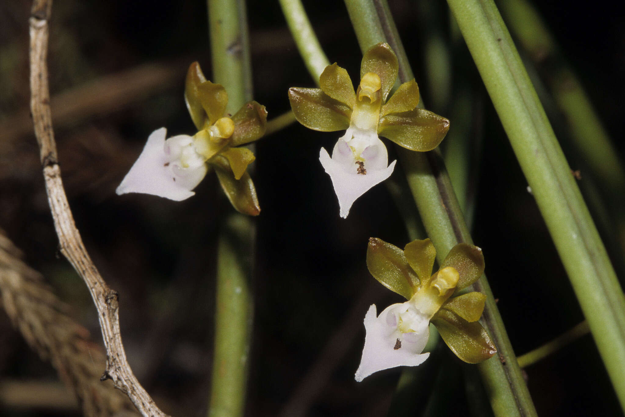 Imagem de Cleisostoma teretifolium Teijsm. & Binn.