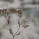 Image of Chorizanthe navasiae Teillier & J. Macaya