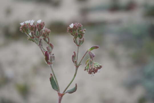 Image of Chorizanthe navasiae Teillier & J. Macaya