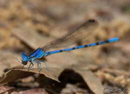 Image of Argia funebris (Hagen 1861)