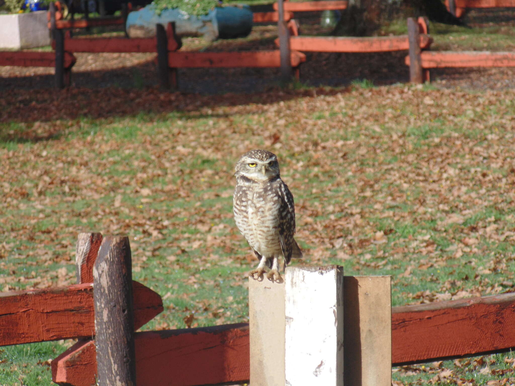 صورة Athene cunicularia cunicularia (Molina 1782)