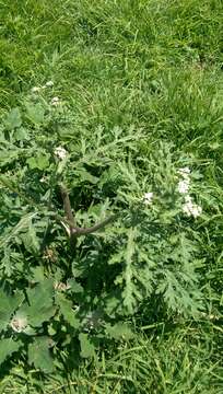 Image of Parthenium bipinnatifidum (Ortega) Rollins