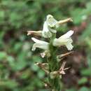 Слика од Spiranthes sylvatica P. M. Br.