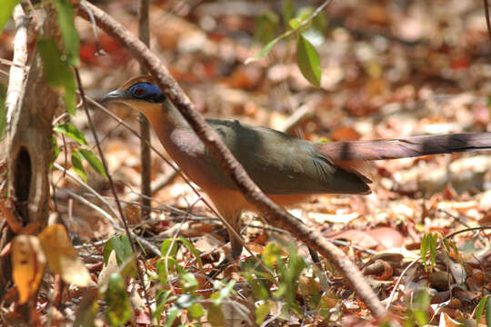 Image of Red-capped Coua