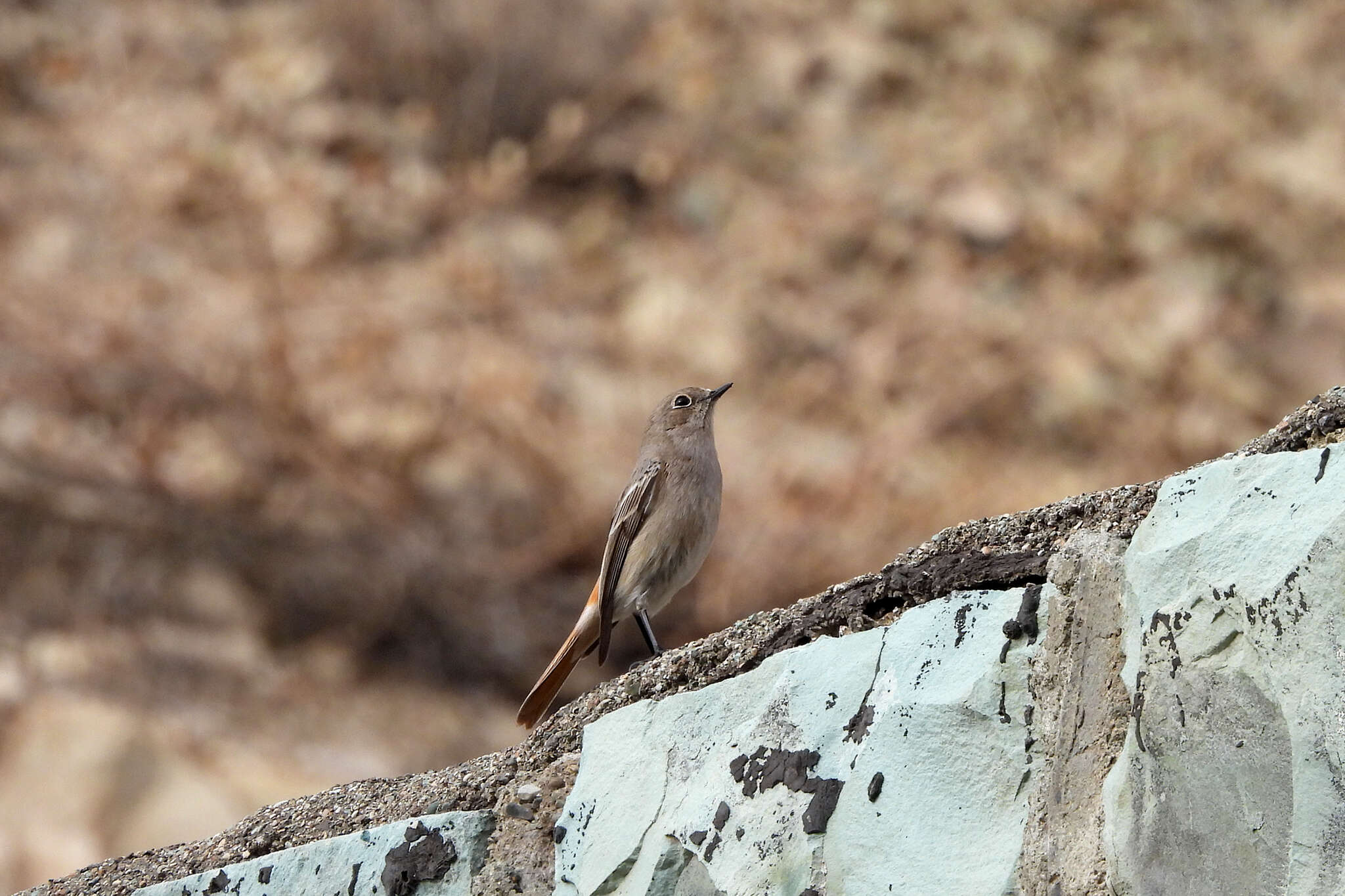 Image of Eversmann's Redstart