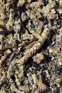 Image of sandmason worm or sand mason worm