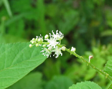 Слика од Croton hircinus Vent.