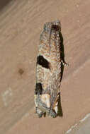 Image of Sunflower Bud Moth