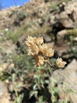 Image of Parish's Indian mallow