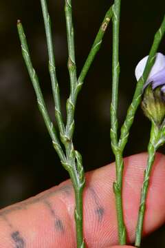 Image of <i>Psoralea congesta</i>