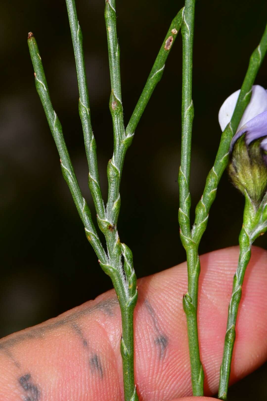 Plancia ëd <i>Psoralea congesta</i>