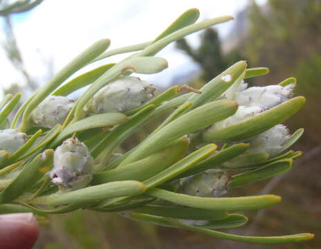 Plancia ëd Leucadendron ericifolium R. Br.