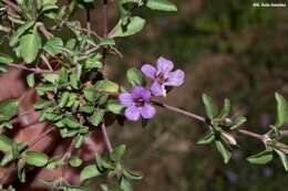 Sivun Dyschoriste decumbens (A. Gray) Kuntze kuva