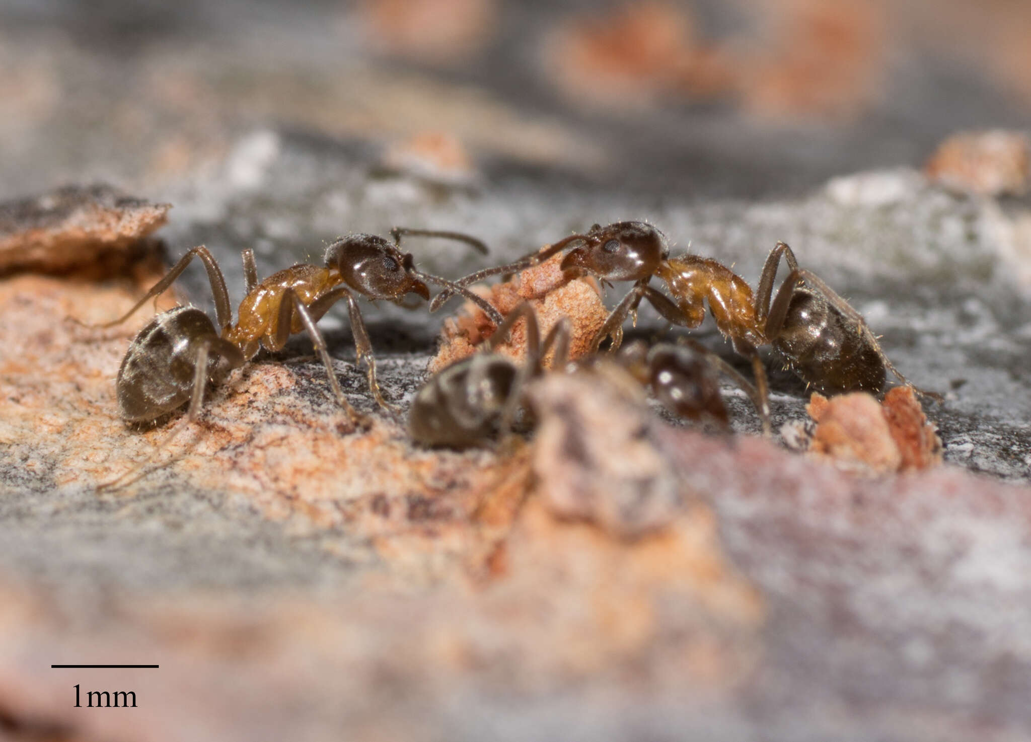 Image of Velvety Tree Ant