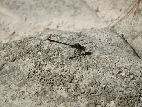 Image of Erpetogomphus sipedon Calvert 1905