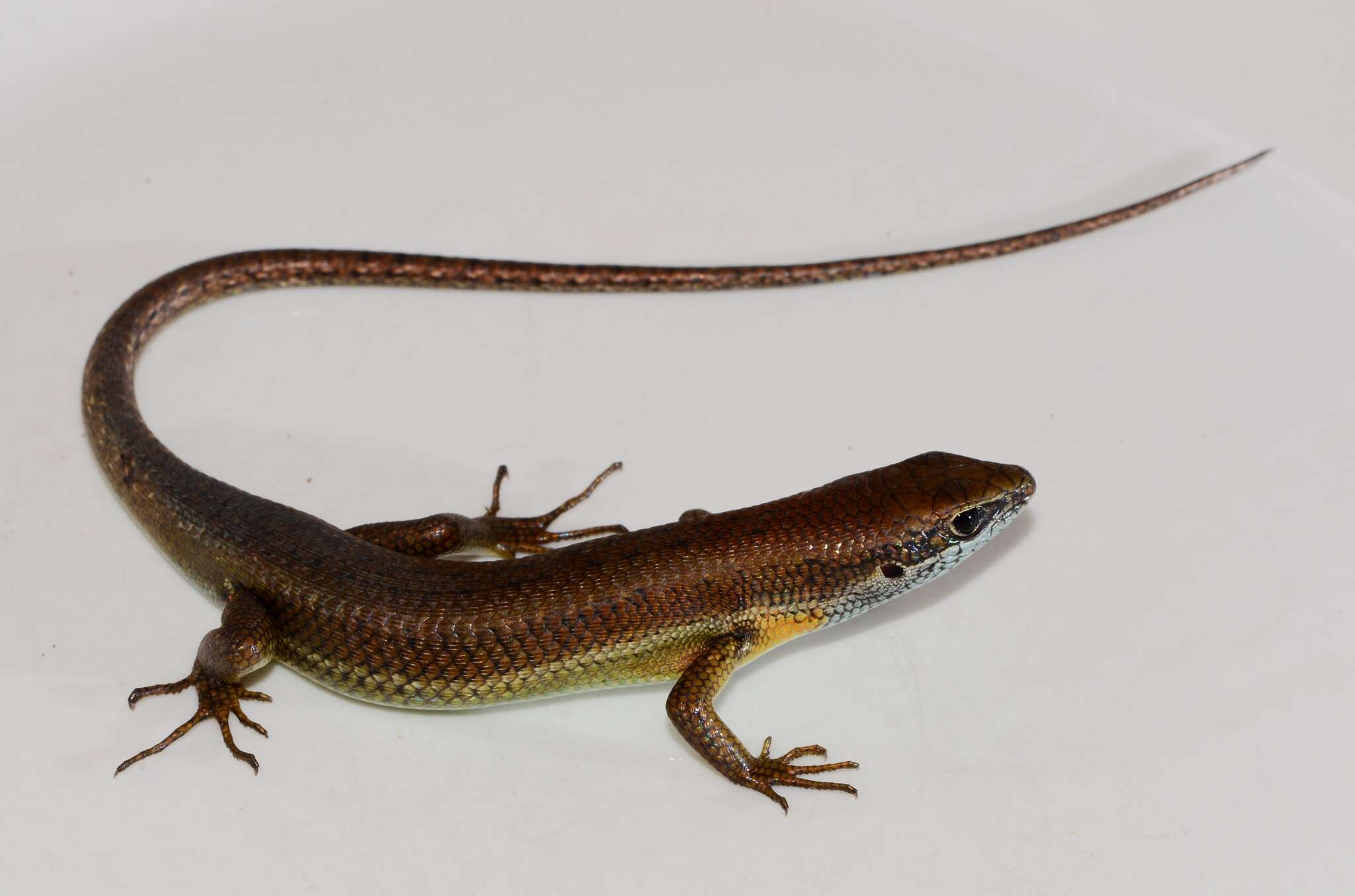 Image de Trachylepis albilabris (Hallowell 1857)