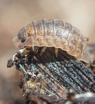 Image of Isopod