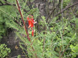 Image of Lessertia frutescens subsp. microphylla