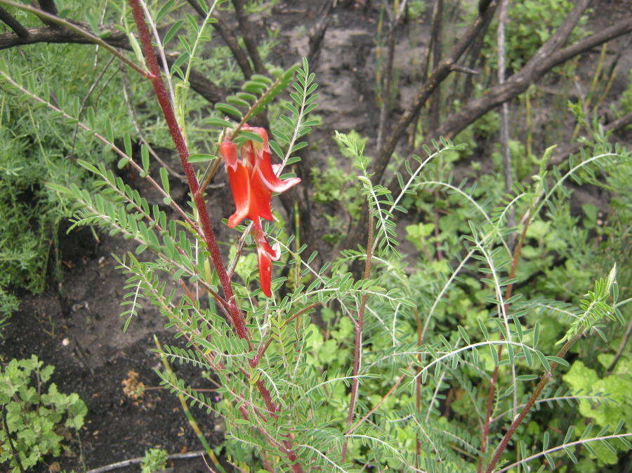 Image of Lessertia frutescens subsp. microphylla