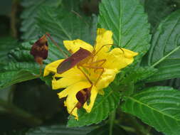 Image of Flag-footed Bug