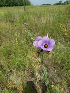 صورة Eustoma exaltatum subsp. russellianum (Hook.) Kartesz