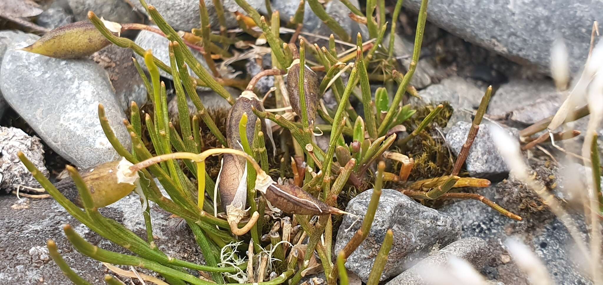 Image of Carmichaelia uniflora Kirk