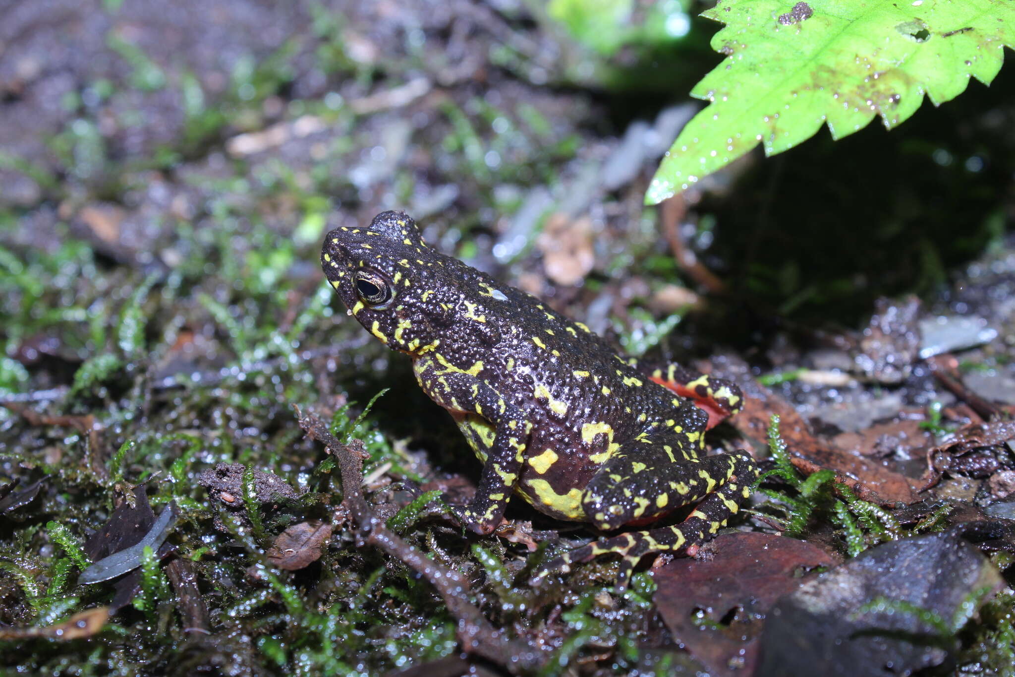 Image of Leptophryne javanica Hamidy, Munir, Mumpuni, Rahmania & Kholik 2018