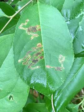 Image of Stigmella prunifoliella (Clemens 1861) Newton et al. 1982