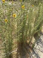 Image of Tecate tarweed