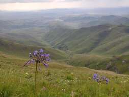 Image of Agapanthus campanulatus subsp. campanulatus