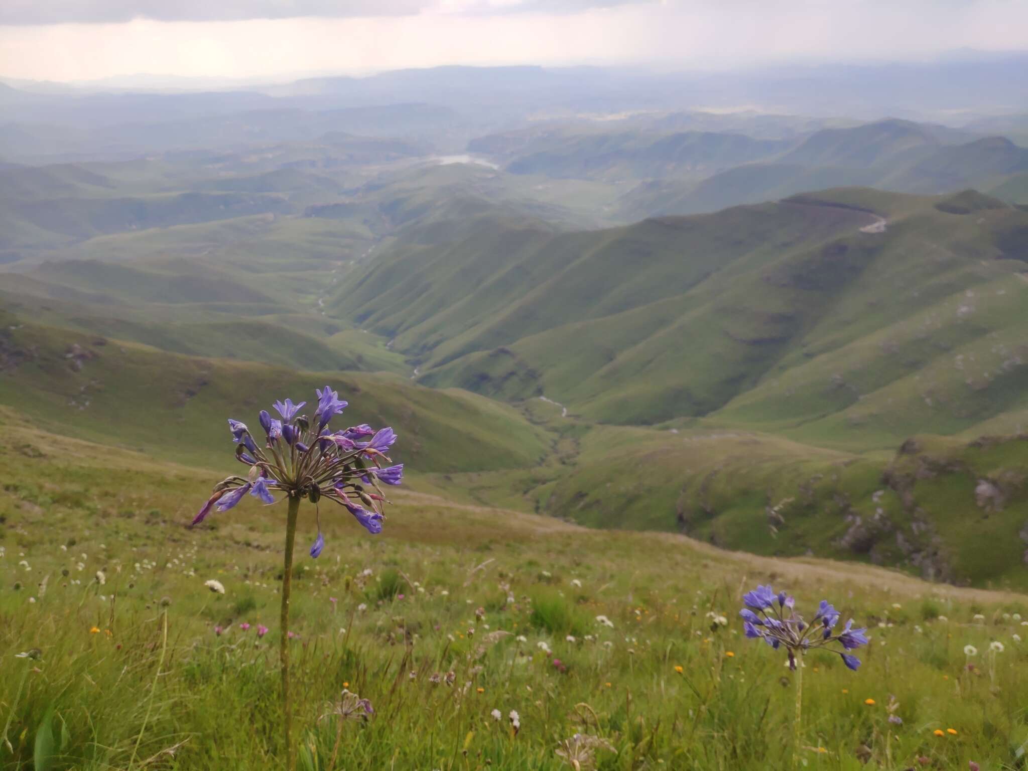 Image of Agapanthus campanulatus subsp. campanulatus