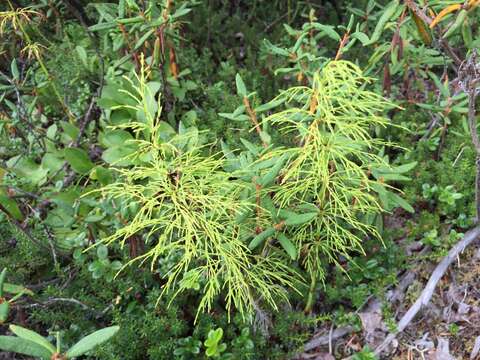 Image of Wood Horsetail