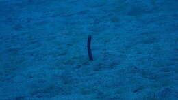 Image of Brown Garden Eel