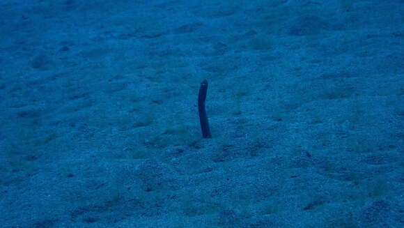 Image of Brown Garden Eel